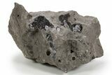 Herkimer Diamonds in Matrix - The Ace of Diamonds Mine, New York #324490-1